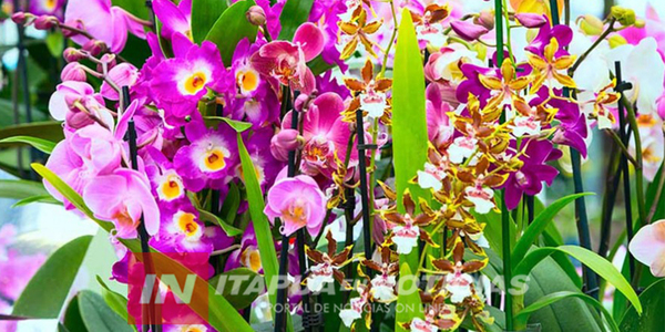 ORQUÍDEAS: PROMUEVEN SU CULTIVO POR AMPLIA RENTA COMERCIAL - Itapúa Noticias
