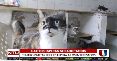 150 gatitos esperan ser adoptados en la Asociación Patitas Felices