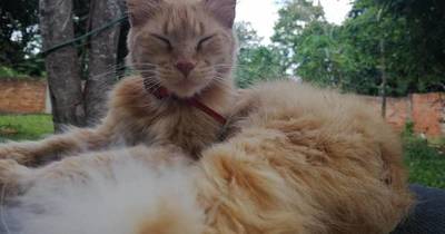La Nación / Adopción responsable de mascotas: más de 150 gatos esperan encontrar familia
