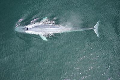 Una ballena de 19 metros encalla en el norte de Francia