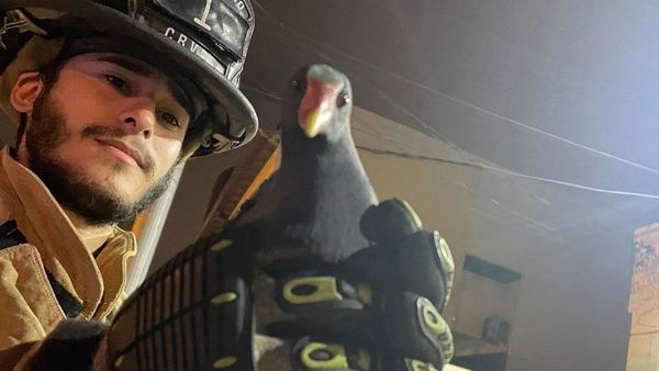 Liberan ave acuática rescatada por bomberos voluntarios en Asunción
