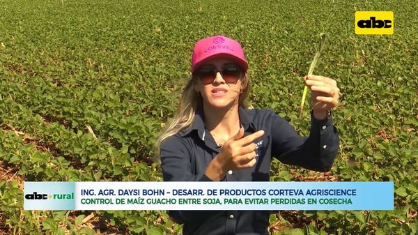 Control de maíz guacho que crece entre soja, para evitar las pérdidas - ABC Rural - ABC Color