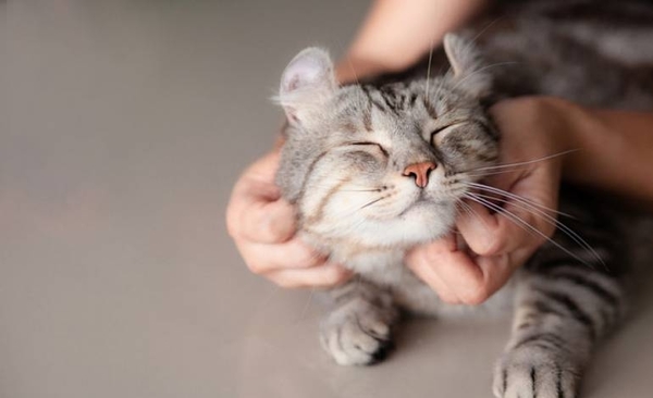 Diario HOY | Cerca de 150 gatitos esperan ser adoptados