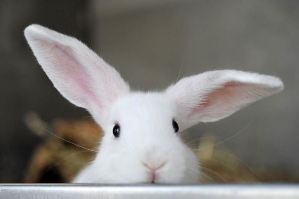 Conejos: todo lo que necesitamos saber para tenerlos en casa como mascotas - Mascotas - ABC Color