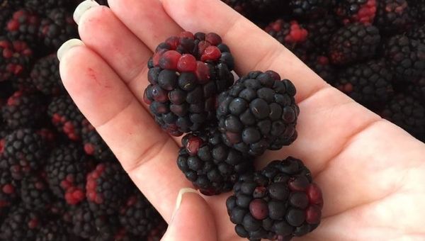 Cabaña Ypucú es pionera en producción de berries paraguayas (arándanos, frambuesas y zarzamoras 100% orgánicas)