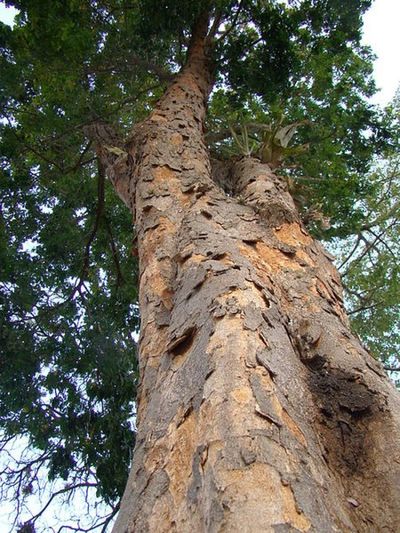 Un árbol le dio origen al nombre del país más grande Sudamérica