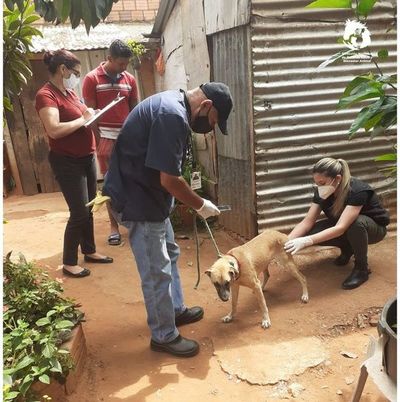 Perra fue puesta bajo resguardo, tras denuncia de que era abusada por su dueño - Nacionales - ABC Color