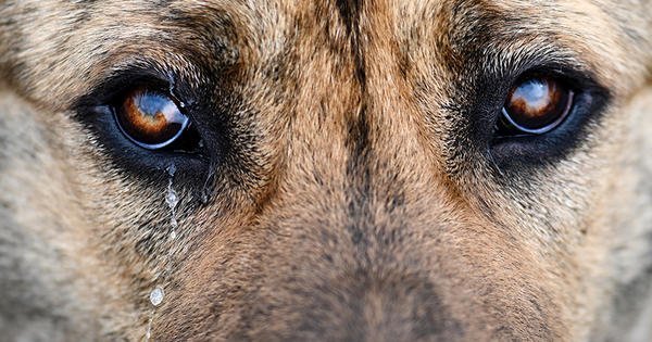 En 9 meses, la Dirección de Defensa Animal recibió 10 denuncias por zoofilia - Megacadena — Últimas Noticias de Paraguay