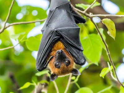Siete tips para expulsar a los murciélagos que invaden tu casa - Nacionales - ABC Color