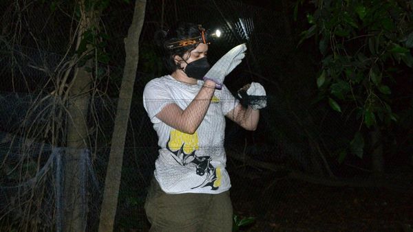 Paraguaya es reconocida por aporte en la conservación de murciélagos