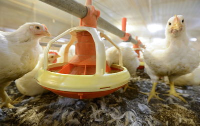 Brasil cuestiona a la Unión Europea ante la OMC por barrera a carnes de aves - MarketData