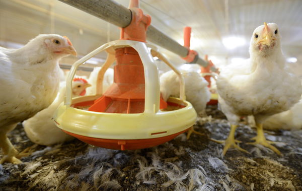 Brasil cuestiona a la Unión Europea ante la OMC por barrera a carnes de aves - MarketData
