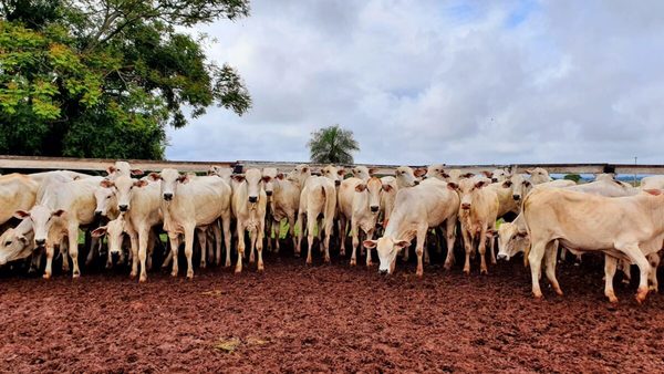 Ganaderos instan a tener prudencia sobre plan de levantamiento de la vacuna antiaftosa