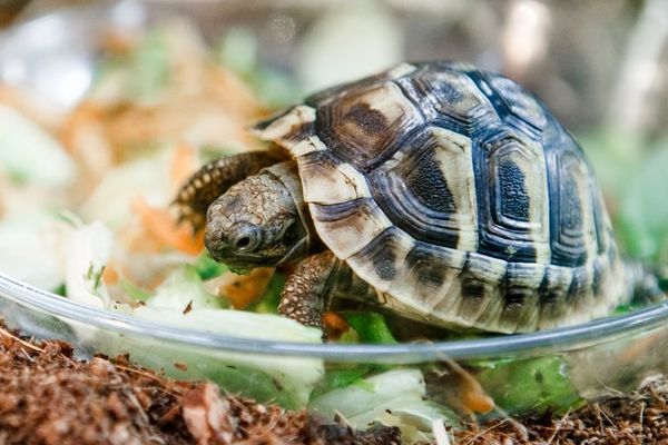 Qué hacer para tener una tortuga como mascota y no morir en el intento - Mascotas - ABC Color