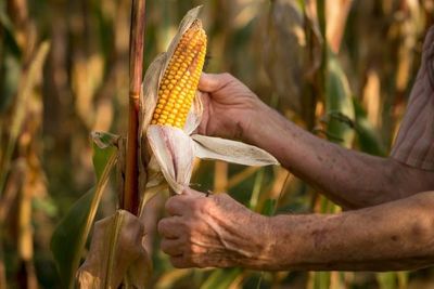 Paraguay se perfila como 8vo mayor exportador de maíz en el 2022, según USDA - MarketData