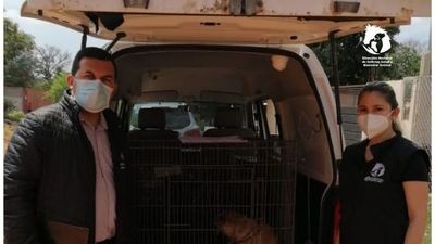 Rescatan a una perrita por sospechas de zoofilia
