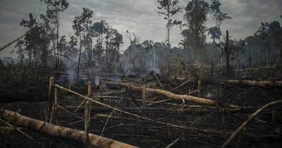 La Nación / La Amazonía, castigada y al borde del abismo