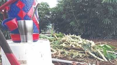 Por el asado, paraguayo en Japón logró cultivar mandioca
