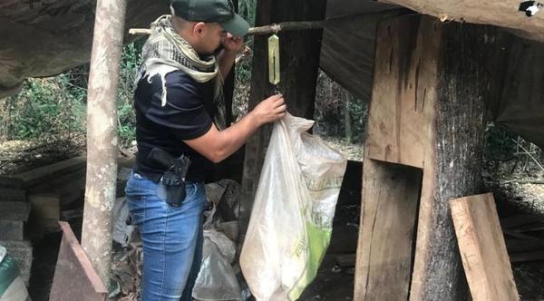 Destruyen 250 kilos de marihuana tras intervención en reserva San Rafael – Prensa 5