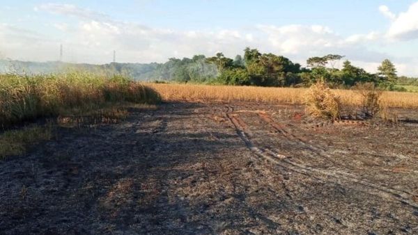 Quemaron hectáreas de sojal tras intentar sacar miel de abeja