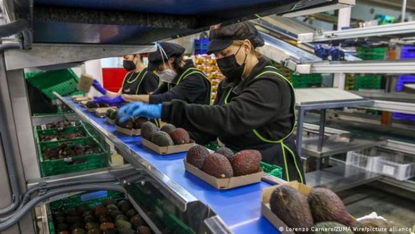 Chefs declaran la guerra al aguacate y la dejan de ofrecer en sus restaurantes