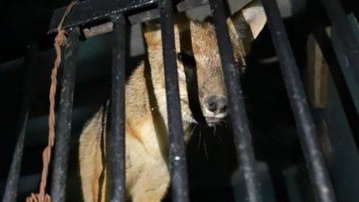 Run Run, el zorro de Perú que fue comprado y criado como perro