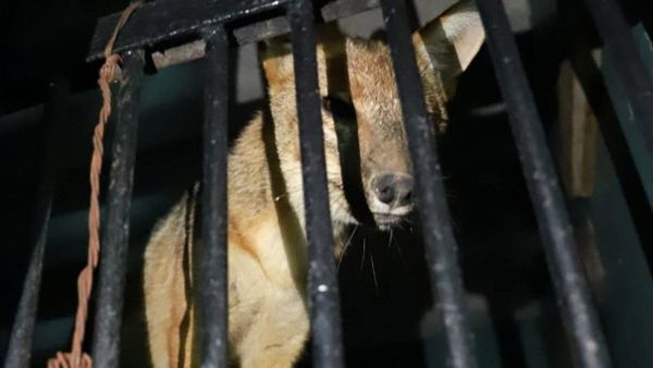 Run Run, el zorro de Perú que fue comprado y criado como perro