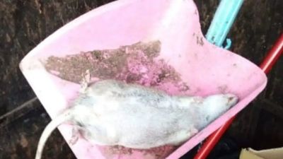 Viralizan nuevas fotos de ratas en bar asunceno
