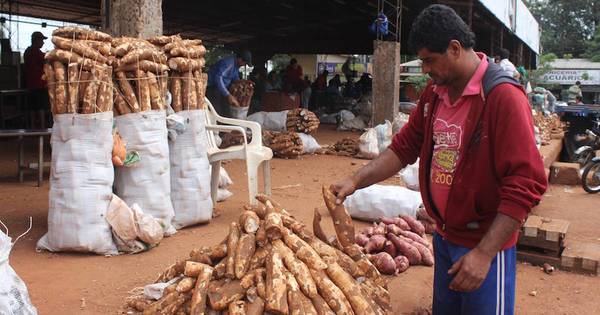 La Nación / Día Nacional de la Mandioca: entre su importancia y limitaciones en la producción