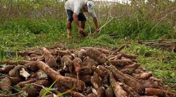 Paraguay celebra el día de la mandioca, producto central de su agricultura y gastronomía