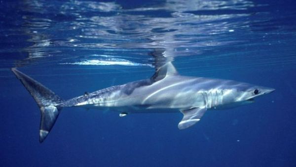 Tiburón ataca a un turista al sur de Brasil