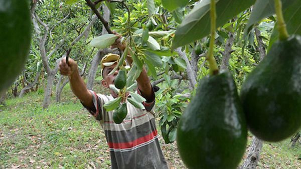 El niño que cultivaba aguacates y que llegó a arrebatarle parte del negocio a 'El Chapo' Guzmán
