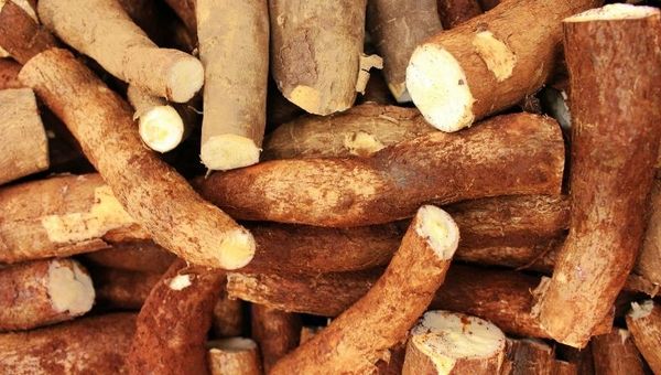 Demanda de almidón de mandioca aumentó en mercados internacionales (industria local busca diversificar productos)