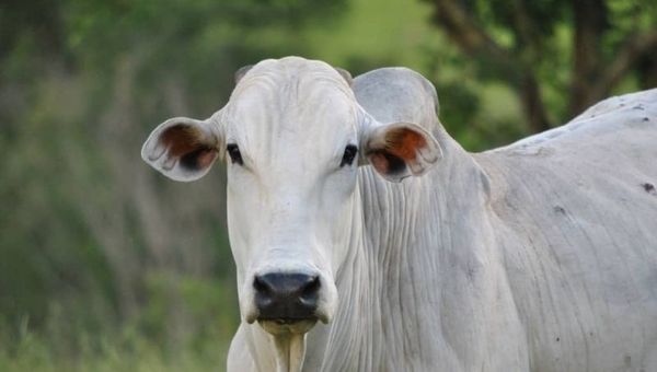 Centro genético Bull Center: ¿Cuál es el camino para incrementar la productividad de las haciendas ganaderas?