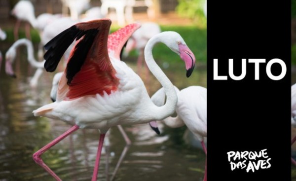 Suspenden visitas en Parque das Aves tras muerte 172 flamencos