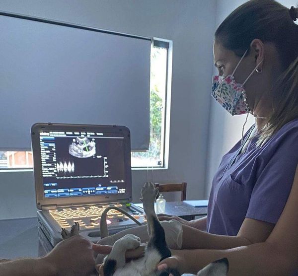Ecografía o ultrasonografía en gestación de pequeños animales - Nacionales - ABC Color