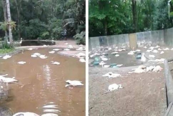 Diario HOY | Parque de las Aves: mamá jaguareté enseña a cazar a su cría y matan a 172 flamencos