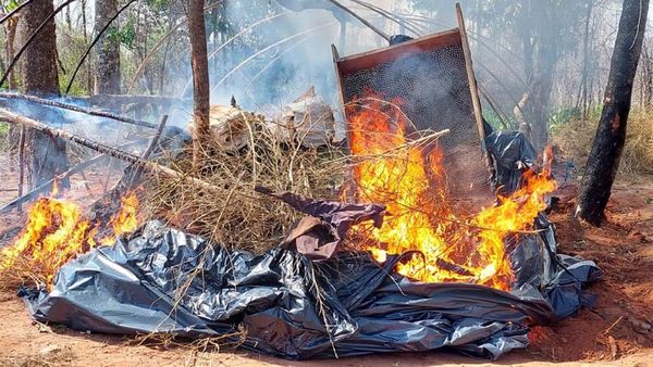 Senad incauta más de 6.000 kilos de marihuana en Amambay