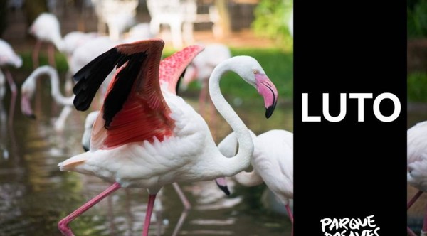 Parque de las Aves: mamá jaguareté enseña a cazar a su cría y matan a 172 flamencos – Prensa 5