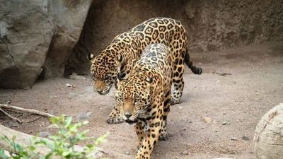 Dos jaguares se metieron a un zoológico y mataron a 172 flamencos