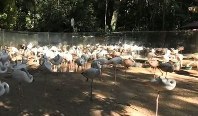 Dos yaguaretés invaden un parque y matan 172 flamencos en Brasil - Mundo - ABC Color