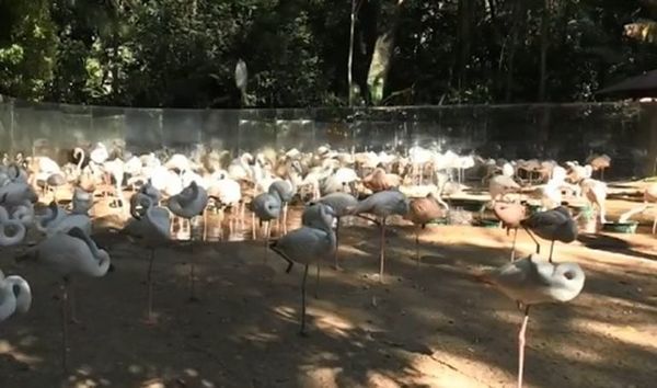 Dos yaguaretés invaden un parque y matan 172 flamencos en Brasil - Mundo - ABC Color