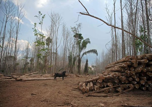 Gobierno de Brasil reitera compromiso de acabar con tala ilegal en 2028 - Mundo - ABC Color