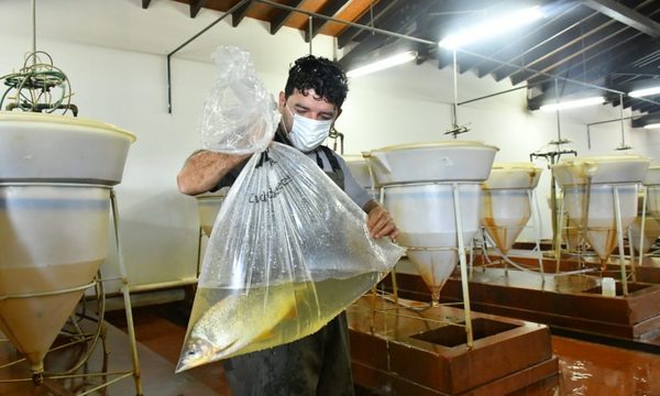 Estación de Acuicultura de ITAIPU inicia periodo de reproducción de peces