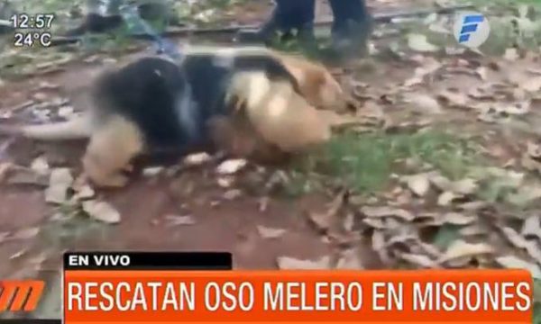 Rescatan a oso melero en Misiones | Telefuturo
