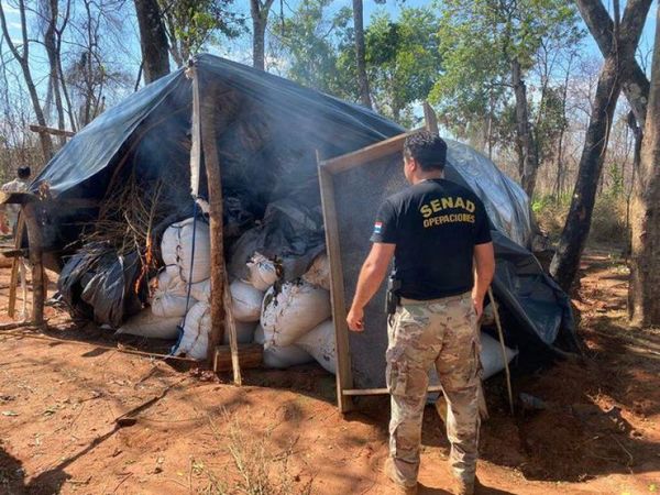 Senad destruye más de 6 toneladas de marihuana tras allanamiento a inmueble rural