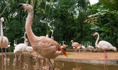 Dos Jaguaretés matan 172 flamencos en Parque de la Aves de Foz de Iguazú - Megacadena — Últimas Noticias de Paraguay