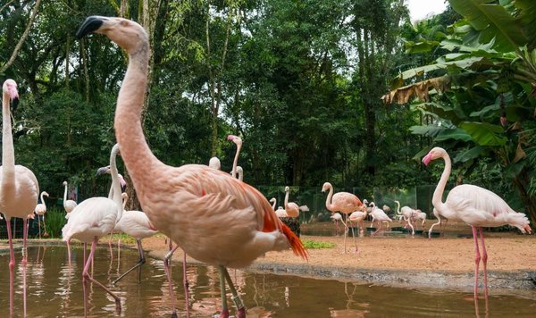 Dos Jaguaretés matan 172 flamencos en Parque de la Aves de Foz de Iguazú - Megacadena — Últimas Noticias de Paraguay