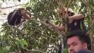 Bomberos de San Ignacio rescatan a un oso melero
