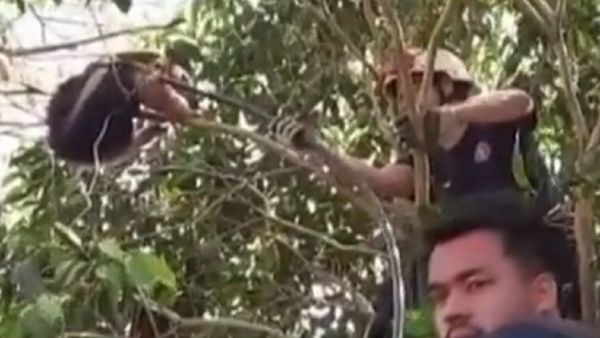 Bomberos de San Ignacio rescatan a un oso melero